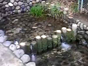 野川の源流域 真姿の池湧水群~多摩川支流 野川の見どころ|魅力いっぱい 野川散策情報