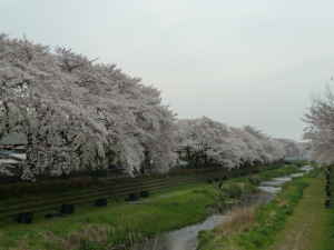 桜満開の野川～多摩川支流　野川の見どころ｜魅力いっぱい 野川散策情報