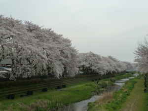 桜満開の野川~多摩川支流 野川の見どころ|魅力いっぱい 野川散策情報