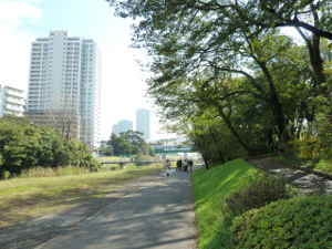 野川右岸の河川敷の遊歩道～多摩川支流　野川の見どころ｜魅力いっぱい 野川散策情報