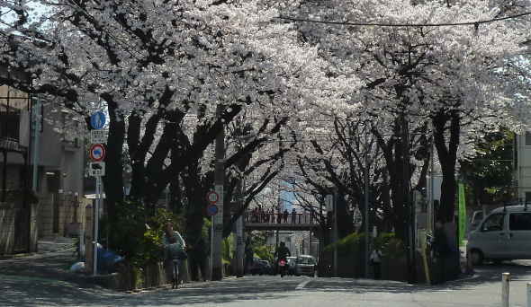 東京都大田区田園調布本町の桜坂～福山雅治の「桜坂」 大ヒット曲の舞台／多摩川散歩