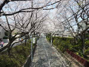 桜橋の上から桜坂の上の方向を見たところ~福山雅治の「桜坂」 大ヒット曲の舞台/多摩川散歩